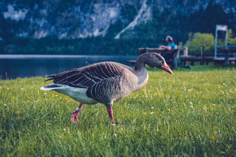Besucher