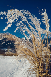 20170123-L1010717.jpg