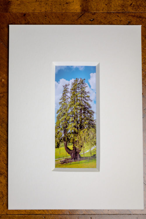 Roland Photography - der Baum